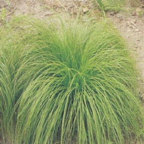 細葉苔草
